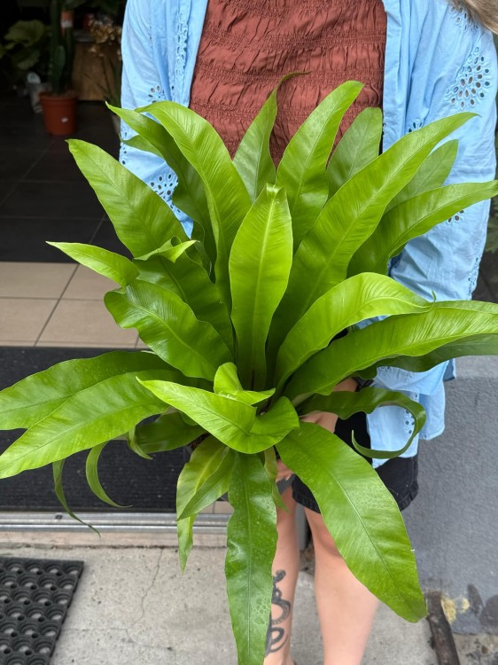 asplenium antiquum (6).jpeg