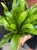 asplenium antiquum (7).jpeg