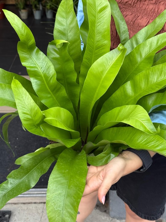 asplenium antiquum (7).jpeg