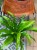 asplenium antiquum (8).jpeg