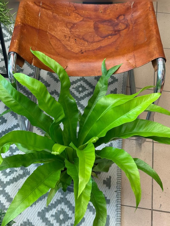 asplenium antiquum (8).jpeg