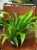 asplenium antiquum (1).jpeg