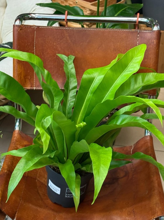 asplenium antiquum (1).jpeg