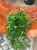Cissus striata (2).jpeg