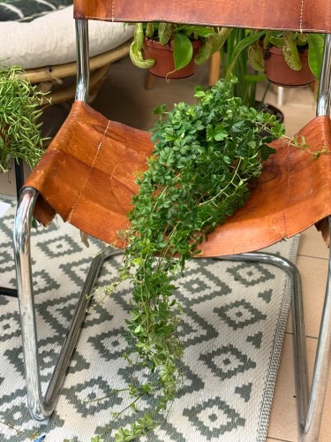 Cissus striata (3).jpeg