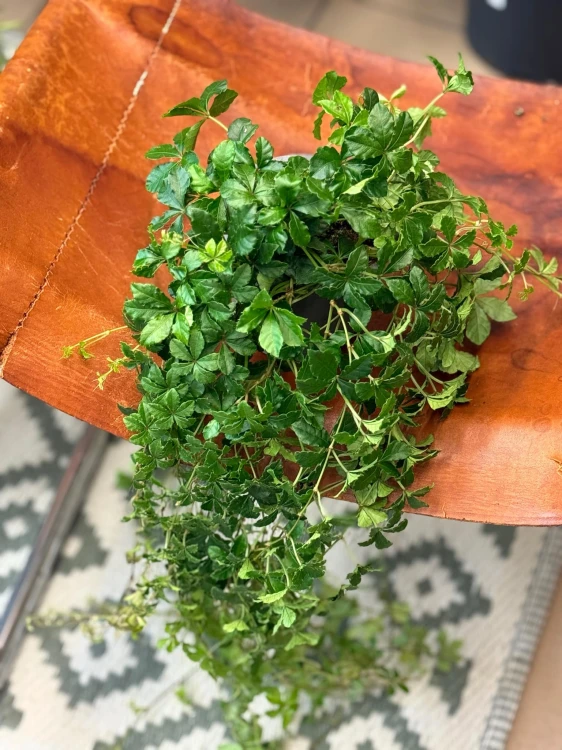 Cissus striata (1).jpeg