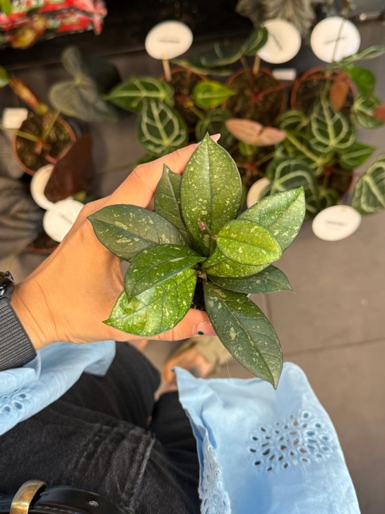 Hoja hoya crassipetiolata splash.jpeg