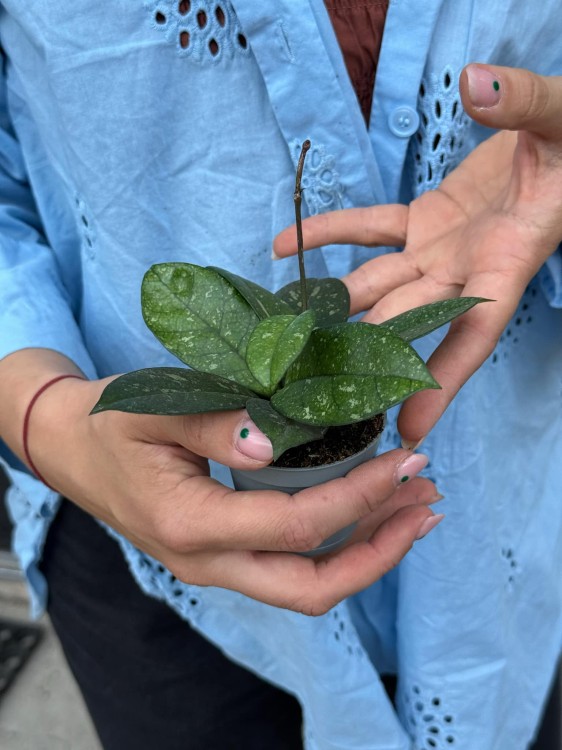 Hoja hoya crassipetiolata splash (5).jpeg