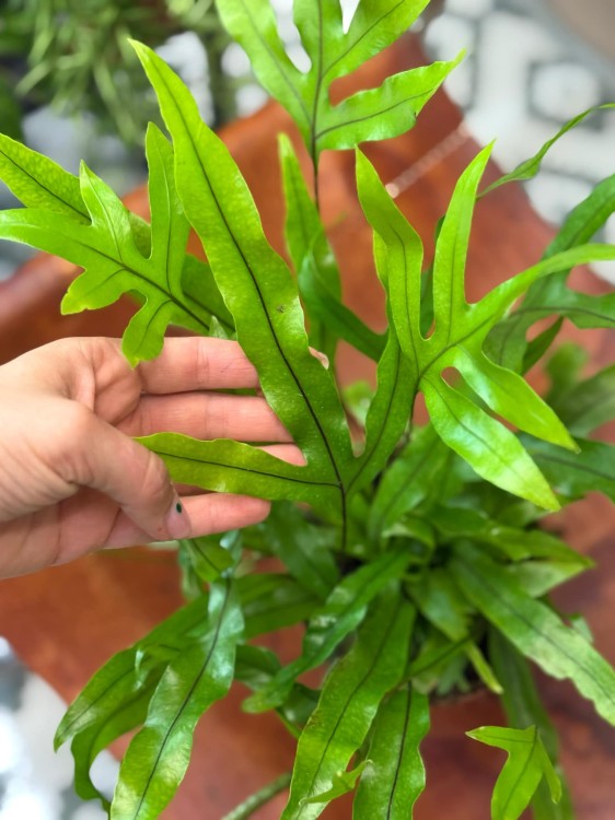 Microsorum Diversifolium (2).jpeg