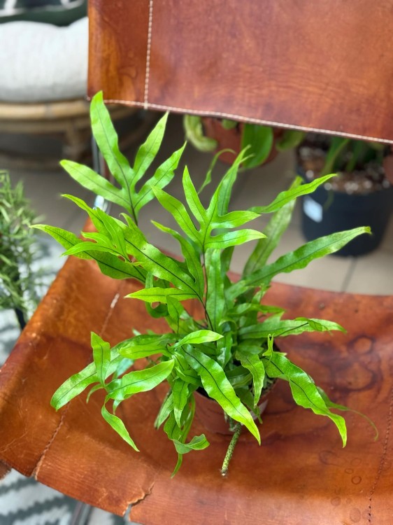 Microsorum Diversifolium (3).jpeg