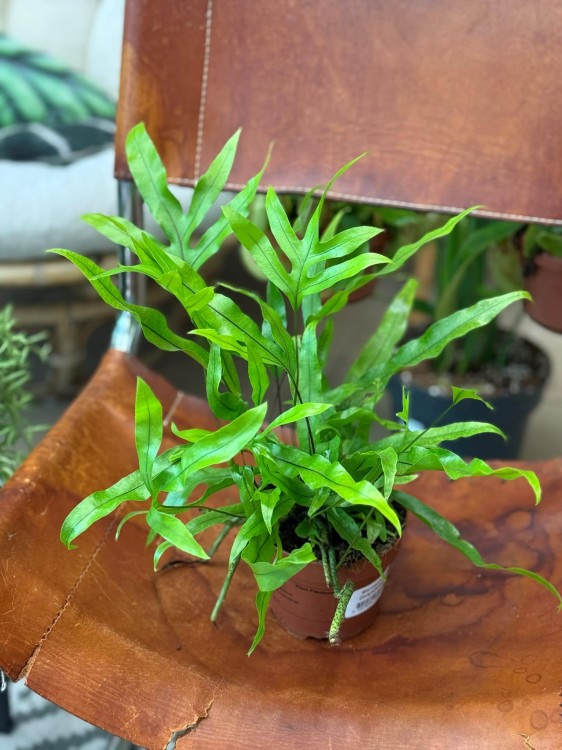 Microsorum Diversifolium (1).jpeg