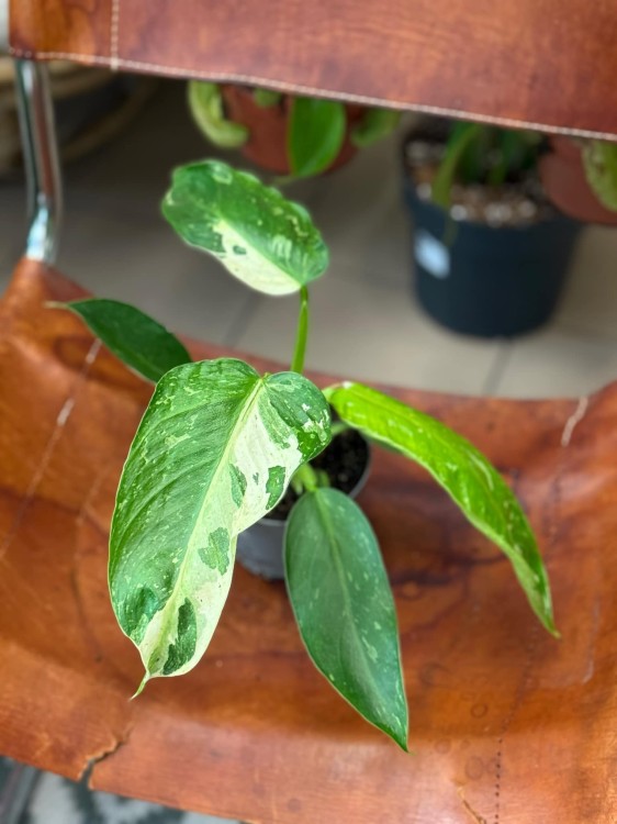 filodendron Philodendron-hybrid Lundager Jose Buono (2).jpeg