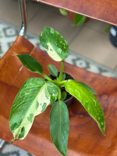 filodendron Philodendron-hybrid Lundager Jose Buono (3).jpeg