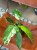 filodendron Philodendron-hybrid Lundager Jose Buono (3).jpeg