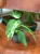 filodendron Philodendron-hybrid Lundager Jose Buono (4).jpeg