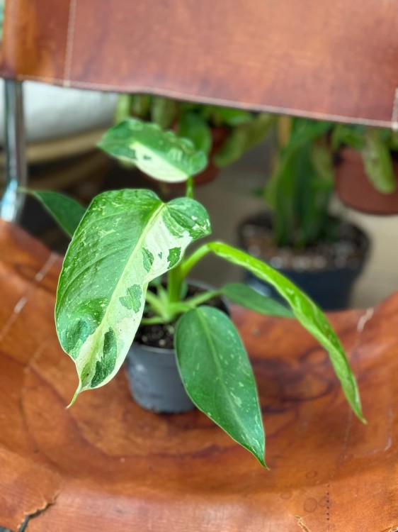 filodendron Philodendron-hybrid Lundager Jose Buono (4).jpeg