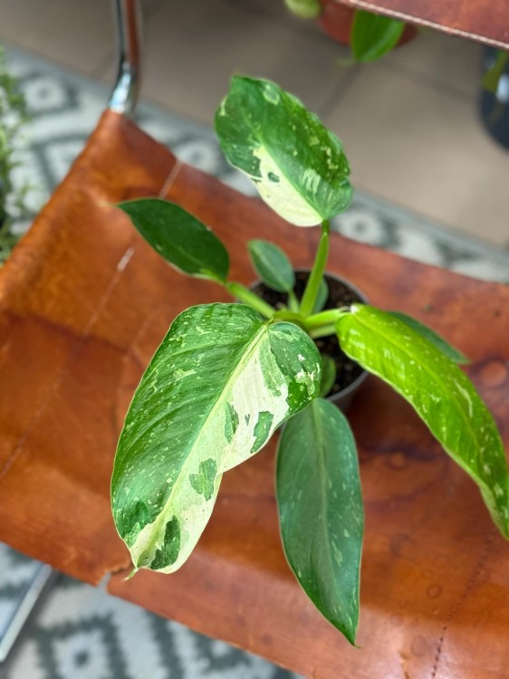 filodendron Philodendron-hybrid Lundager Jose Buono (1).jpeg