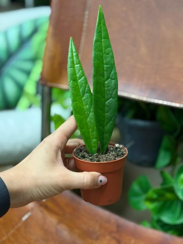 Hoya Sulawesiana (2).jpeg