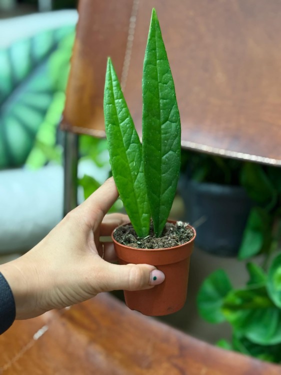Hoya Sulawesiana (2).jpeg