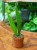 Hoya Sulawesiana (3).jpeg