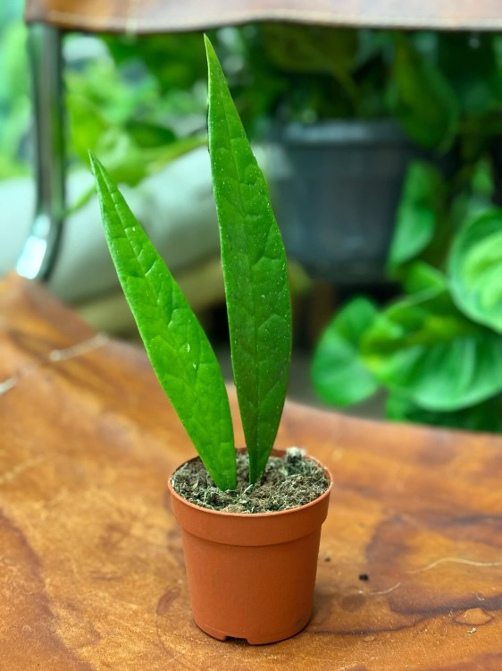 Hoya Sulawesiana (3).jpeg