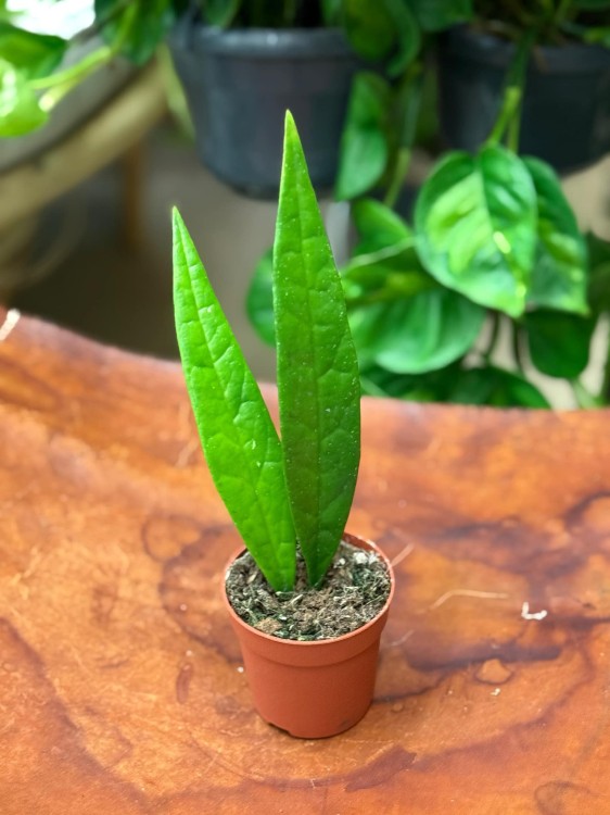 Hoya Sulawesiana (4).jpeg