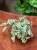 Trzykrotka tradescantia trzykrotka albovittat (2).jpeg