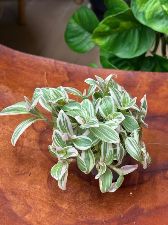 Trzykrotka tradescantia trzykrotka albovittat (2).jpeg