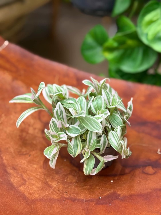 Trzykrotka tradescantia trzykrotka albovittat (3).jpeg