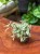 Trzykrotka tradescantia trzykrotka albovittat (1).jpeg