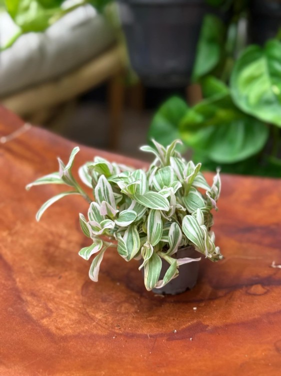 Trzykrotka tradescantia trzykrotka albovittat (1).jpeg