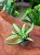 Dracaena fragrans 'Malaika' Dracena (4).jpeg