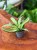 Dracaena fragrans 'Malaika' Dracena (1).jpeg