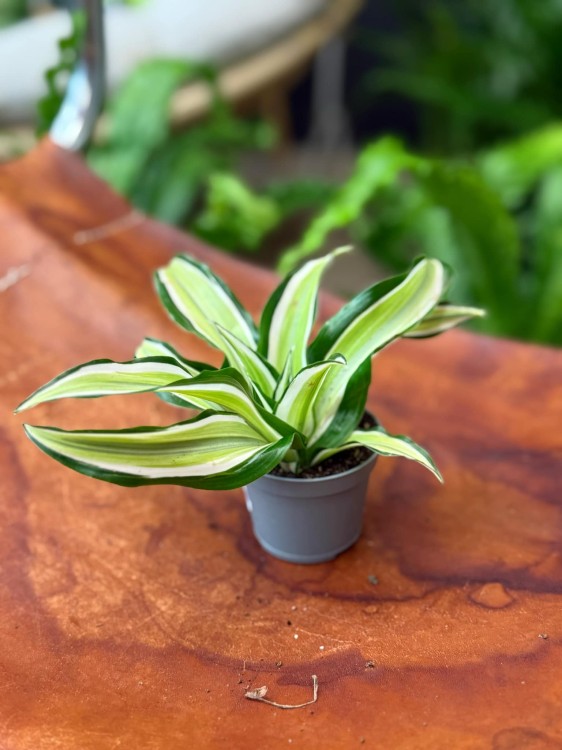 Dracaena fragrans 'Malaika' Dracena (1).jpeg