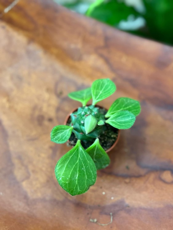 Euphorbia ritchiei wilczomlecz (1).jpeg