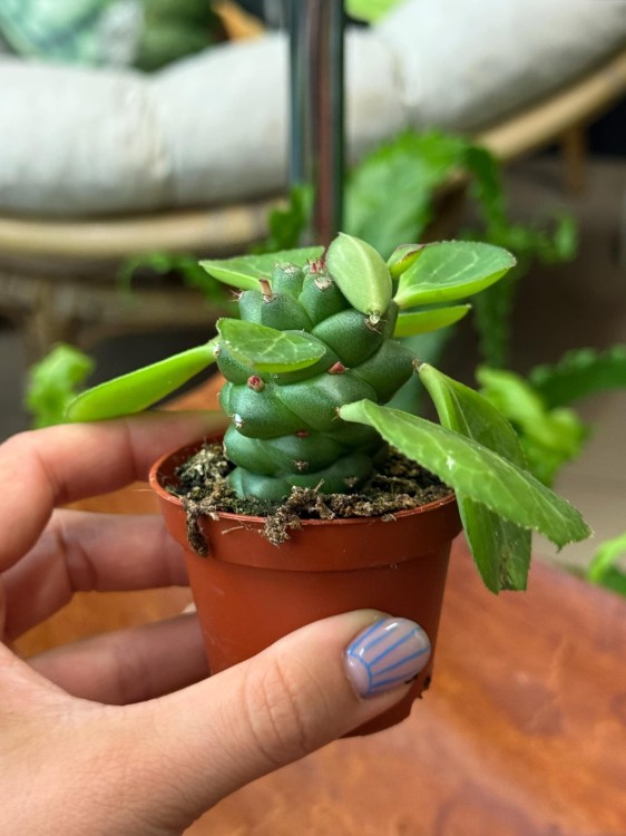 Euphorbia ritchiei wilczomlecz (2).jpeg