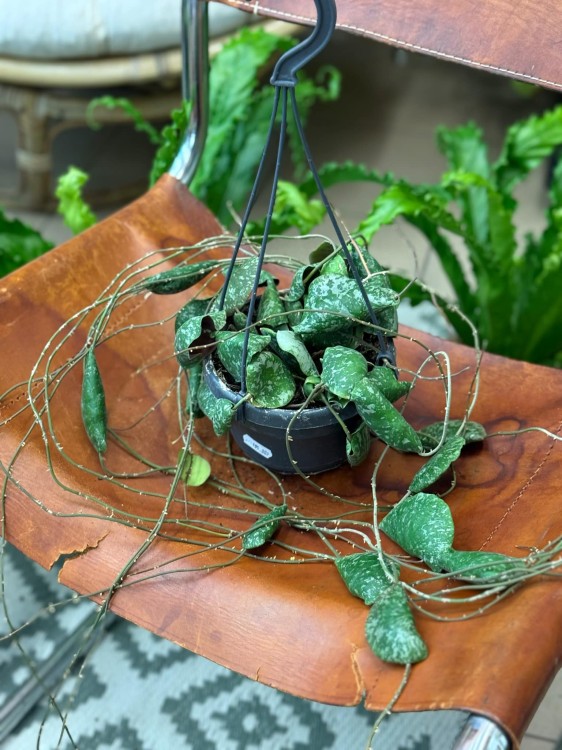 hoya imbricata - hoja w podłożu  (2).jpeg
