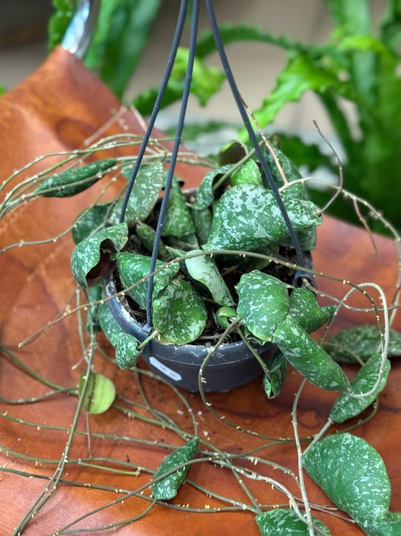 hoya imbricata - hoja w podłożu  (3).jpeg