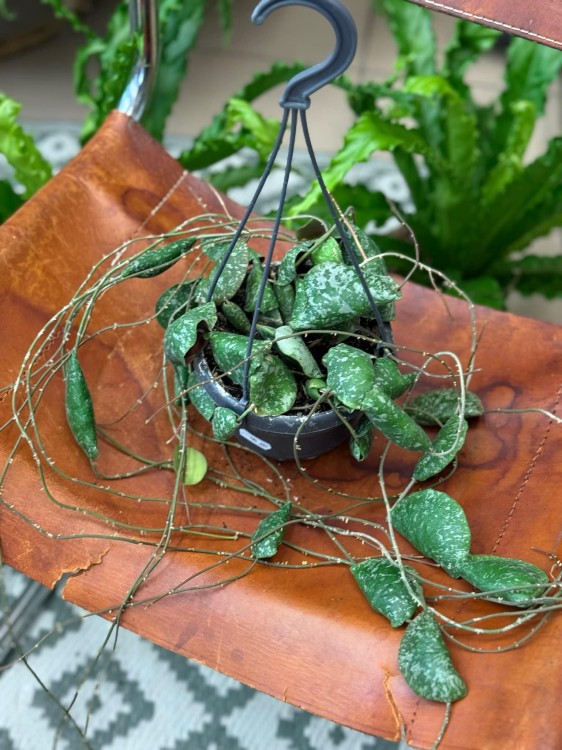 hoya imbricata - hoja w podłożu  (4).jpeg