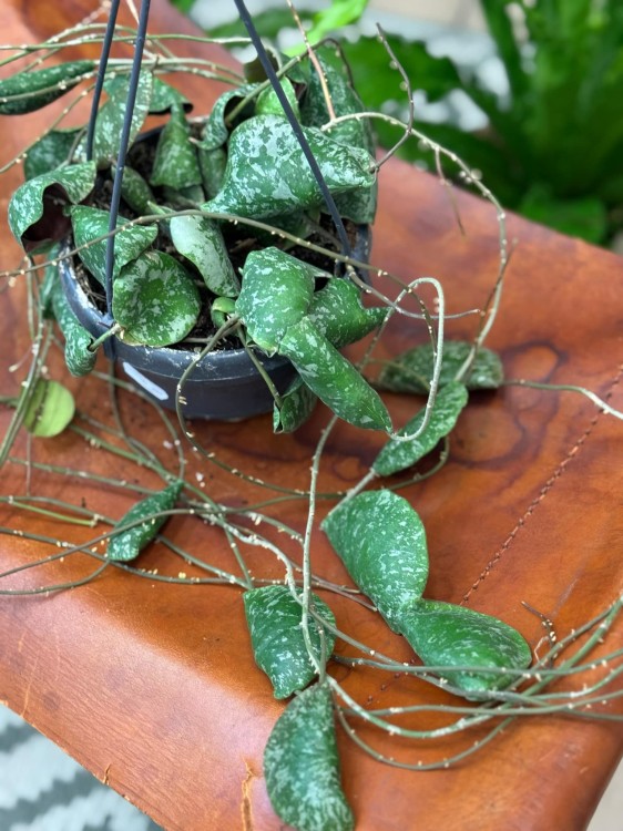hoya imbricata - hoja w podłożu  (5).jpeg