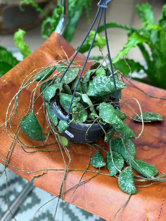 hoya imbricata - hoja w podłożu  (6).jpeg