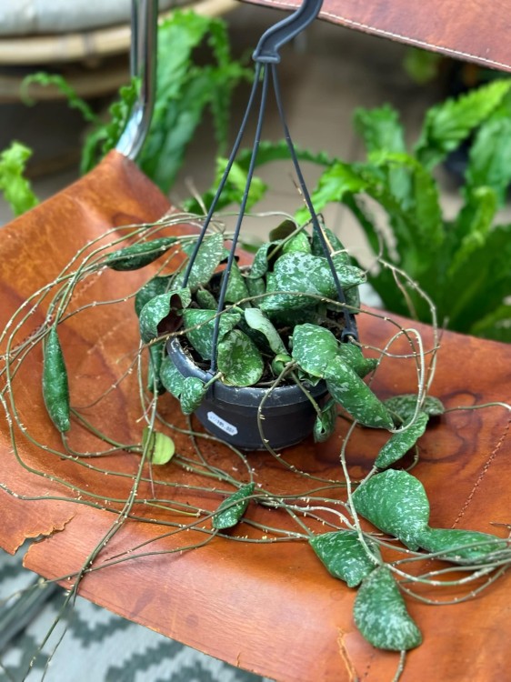 hoya imbricata - hoja w podłożu  (7).jpeg