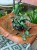 hoya imbricata - hoja w podłożu  (1).jpeg