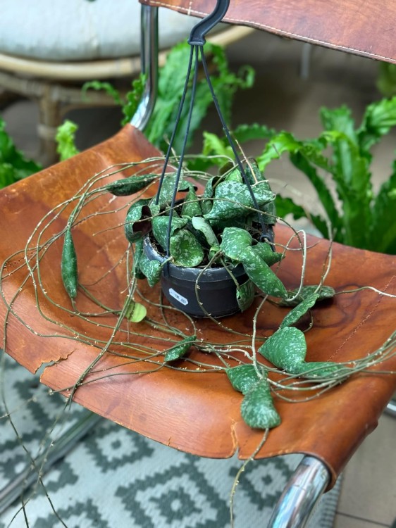 hoya imbricata - hoja w podłożu  (1).jpeg