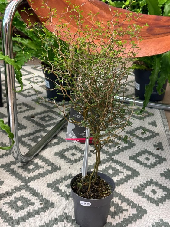 Sophora prostrata 'Little Baby Perełkowiec drobnolistny (2).jpeg