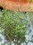 Sophora prostrata 'Little Baby Perełkowiec drobnolistny (3).jpeg