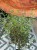 Sophora prostrata 'Little Baby Perełkowiec drobnolistny (4).jpeg