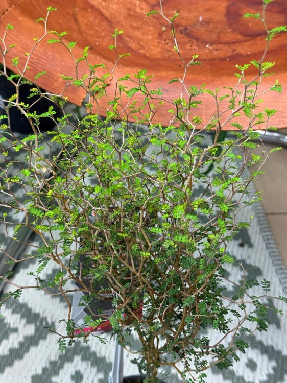 Sophora prostrata 'Little Baby Perełkowiec drobnolistny (4).jpeg