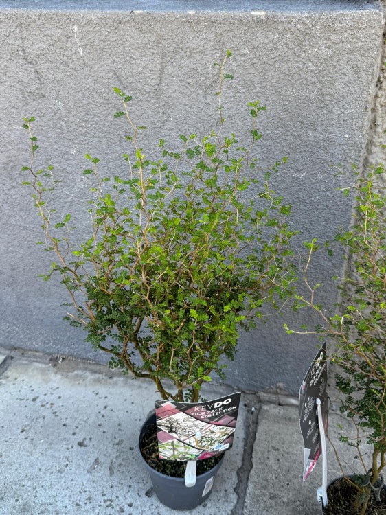 Sophora prostrata 'Little Baby Perełkowiec drobnolistny (6).jpeg