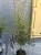 Sophora prostrata 'Little Baby Perełkowiec drobnolistny (1).jpeg